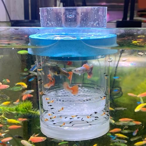 Image showcasing Affordable Aquarium for Baby Guppies: Top Breeder Boxes for Safe Growth ...