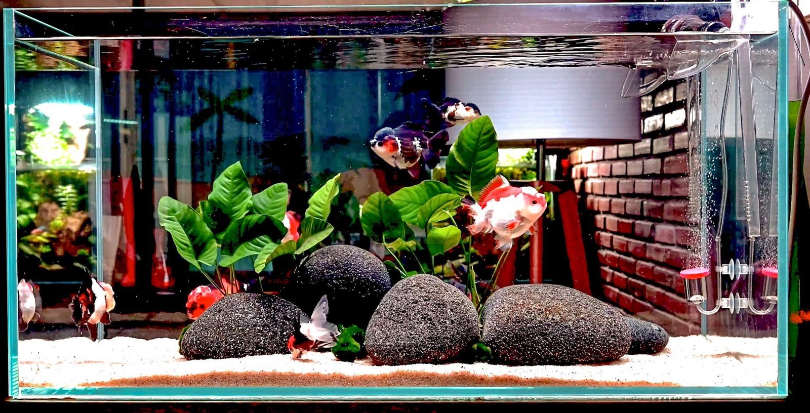Curated visual reference: Effective Space Optimization For Goldfish Tanks Reference: Aquascaping For Goldfish Tanks Stunning Designs For Healthy Fish