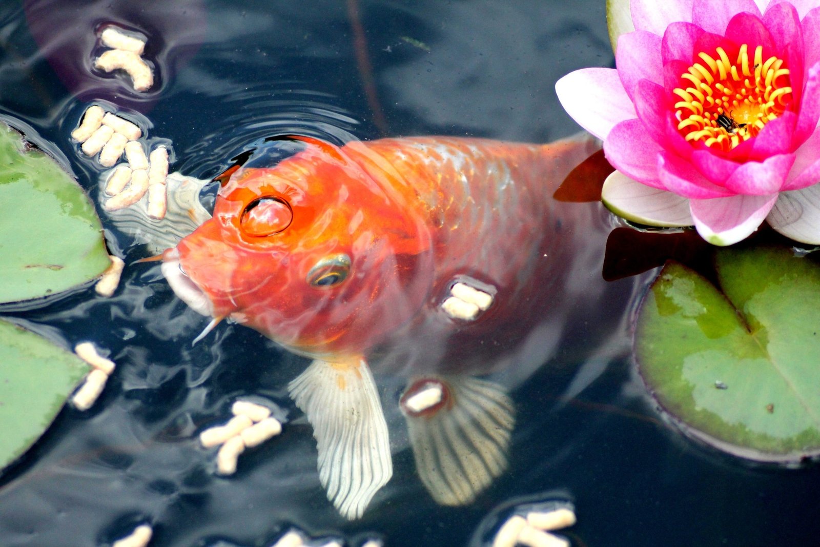 Best Feeding Methods for Adult Fish: Ultimate Guide for Healthy Growth ...
