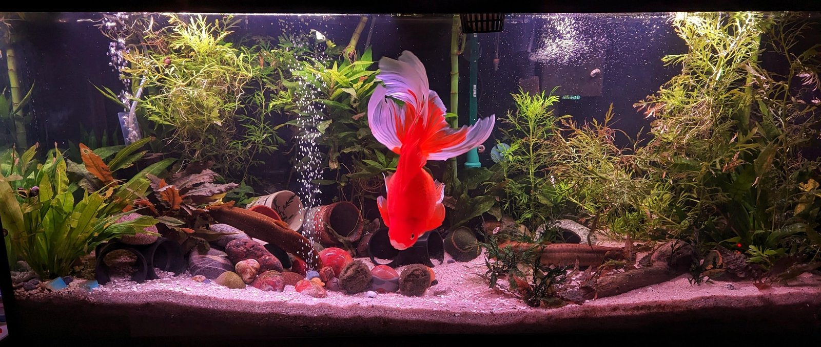 Fresh Look at Best Substrate For Goldfish Tanks Top Picks For Healthy Aquariums