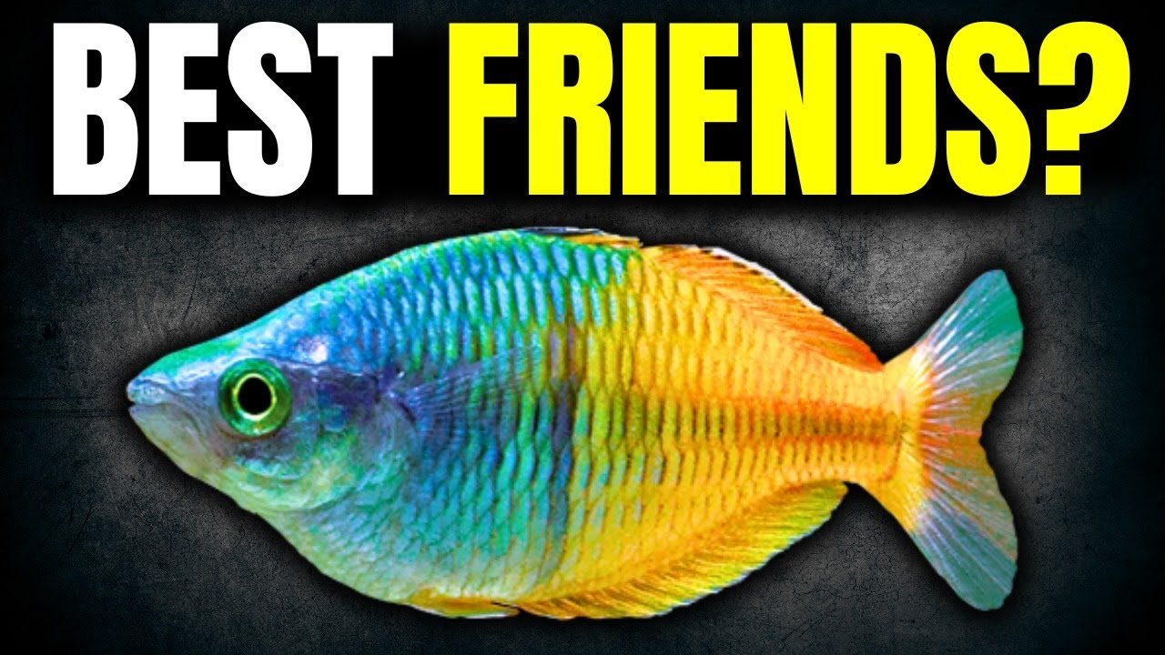 Best Tank Mates for Saltwater Species: Top Compatible Choices Revealed ...
