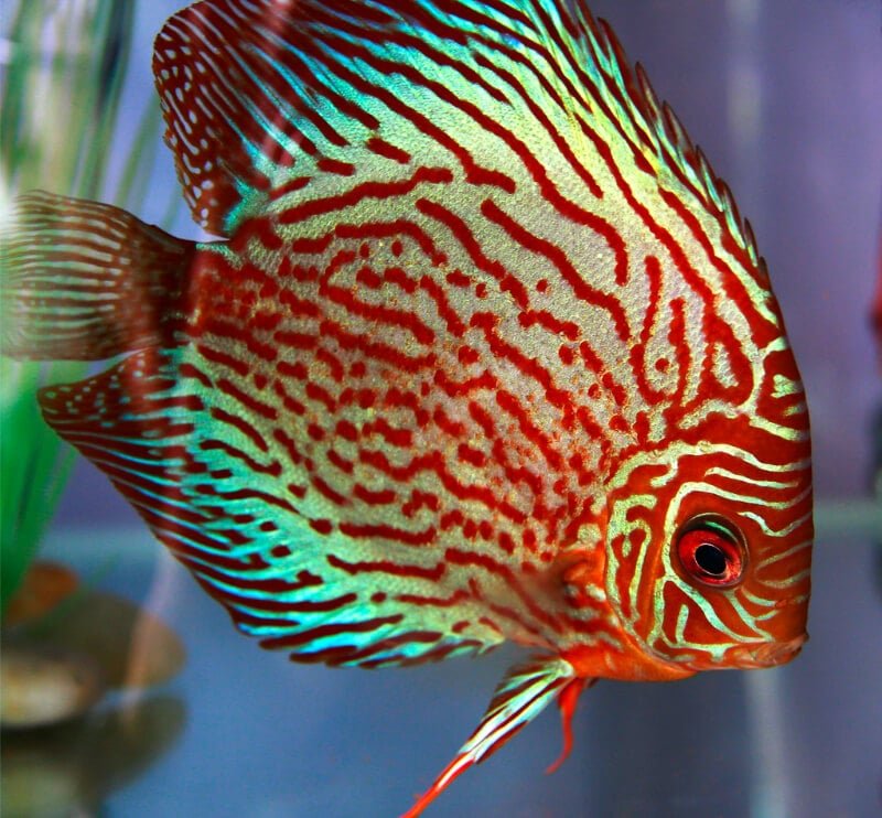 Discus Color Pattern Guide: Ultimate Tips to Identify Stunning ...
