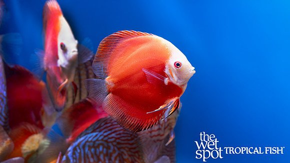 View of Discus Fish: Ultimate Guide to Care, Feeding & Tank Setup - topaqurium