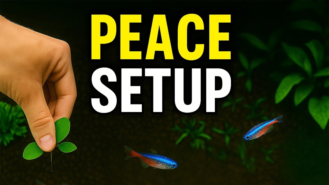 Photo inspiration: Peaceful Aquarium Fish For Calm Environment Reference: Fish Tank Setup For Peaceful Fish Ultimate Guide For Serenity