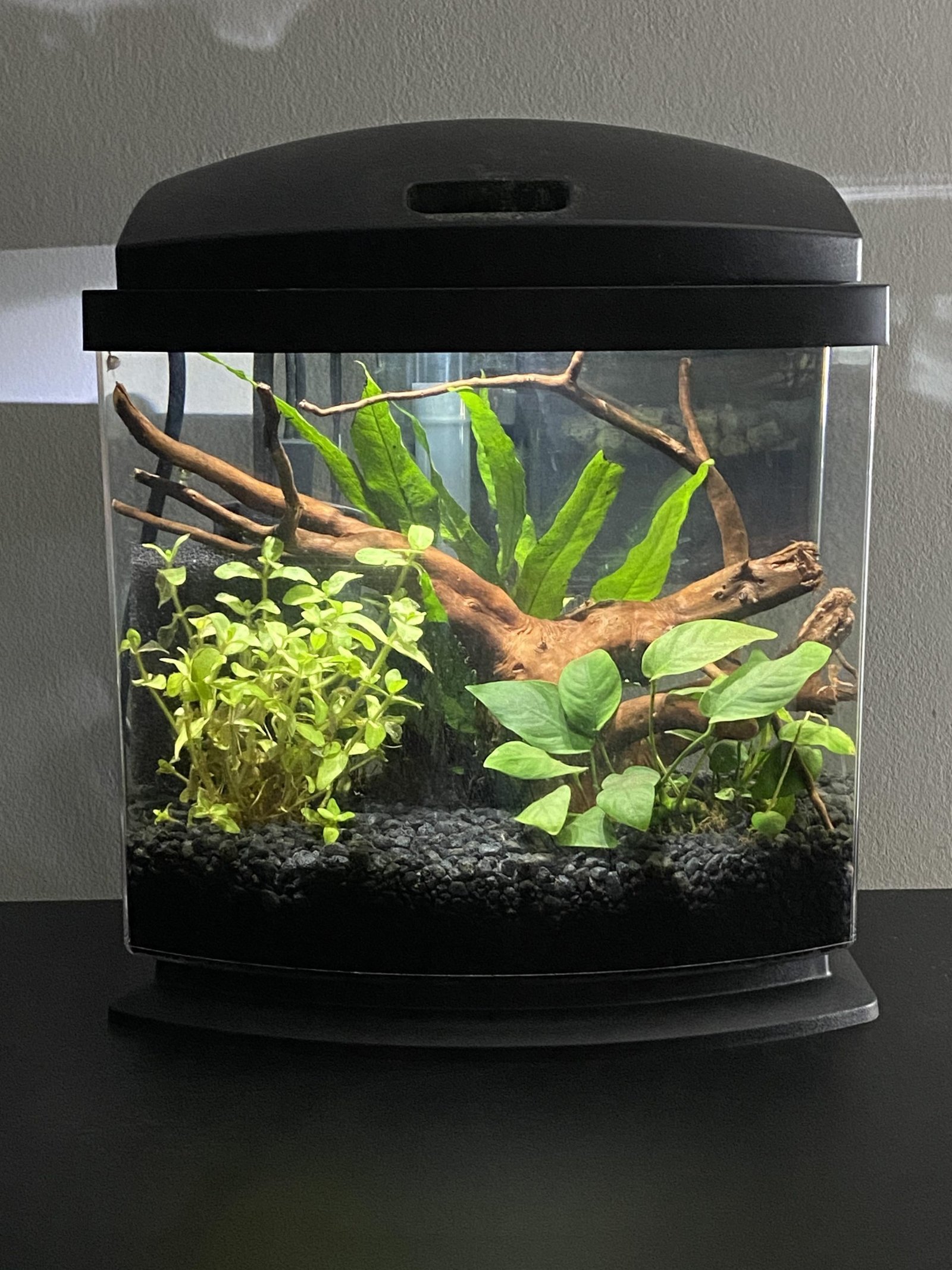 Curated visual reference: Visual Reference: Fish Tank Setup With Nutrient Dosing Ultimate Guide For Vibrant