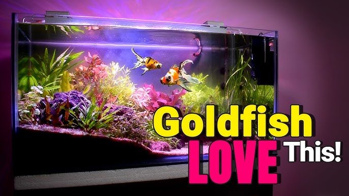 View of Lifespan Of Nemo Fish - Expert Tips To Ensure Your Clownfish Lives A L