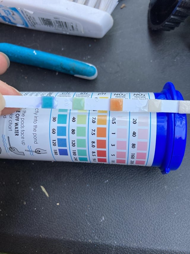 Curated visual reference: Fresh Look at Goldfish Water Parameters For Health Essential Tips For Thriving Fish