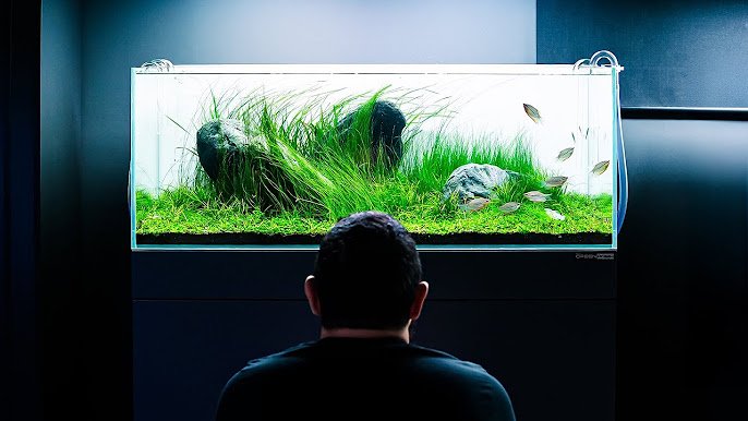 Curated visual reference: Gallery Detail: Large Aquarium Setup Tips Expert Secrets For Stunning Tanks