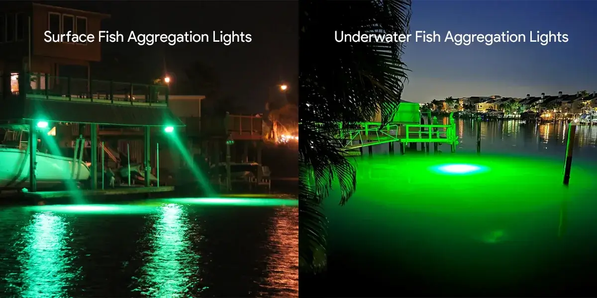 Led Lighting for Sensitive Fish Species: Ultimate Care Guide - Top Aquarium