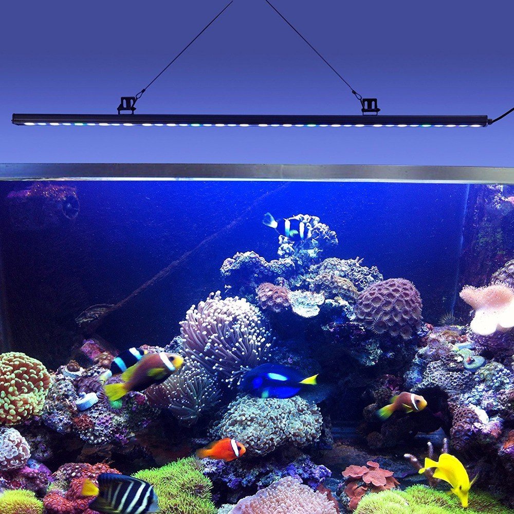 Image showcasing Lighting for Large Ornamental Fish Tanks: Ultimate Brightness Guide ...
