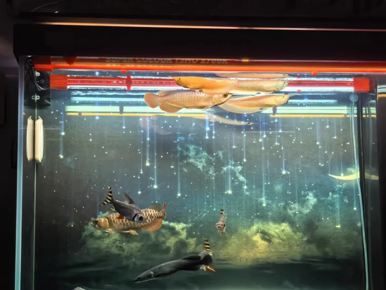 Image showcasing Lighting for Ornamental Saltwater Fish: Ultimate Guide to Vibrant ...
