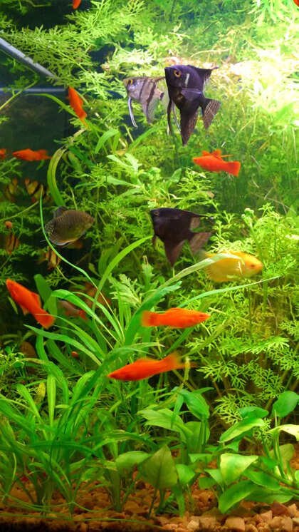 Planted Tank Setup Guide Ultimate Tips For Thriving Aquascapes Top