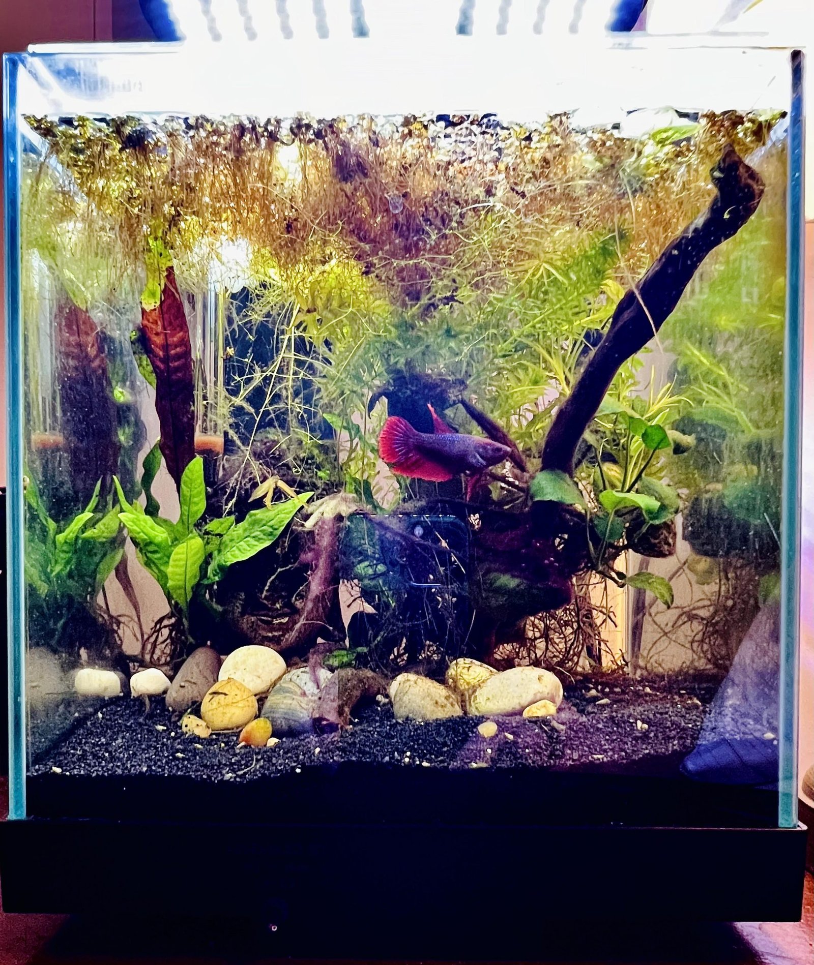 Tank Size for Freshwater Bettas: Ultimate Guide for Happy Fish - Top ...