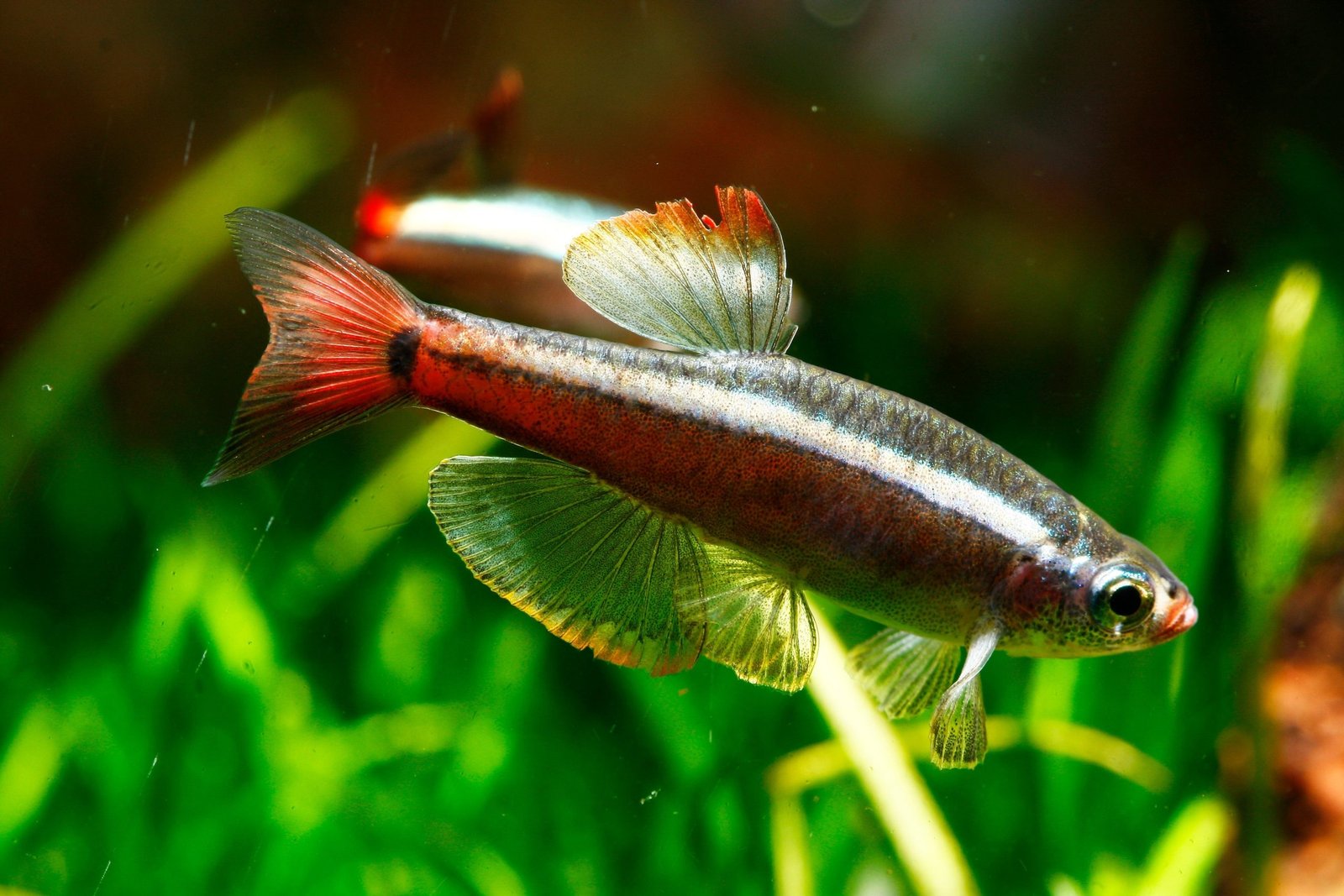 White Cloud Mountain Minnow Temperature: Ultimate Care Guide - Top Aquarium - White Cloud Tropical Fish Store
