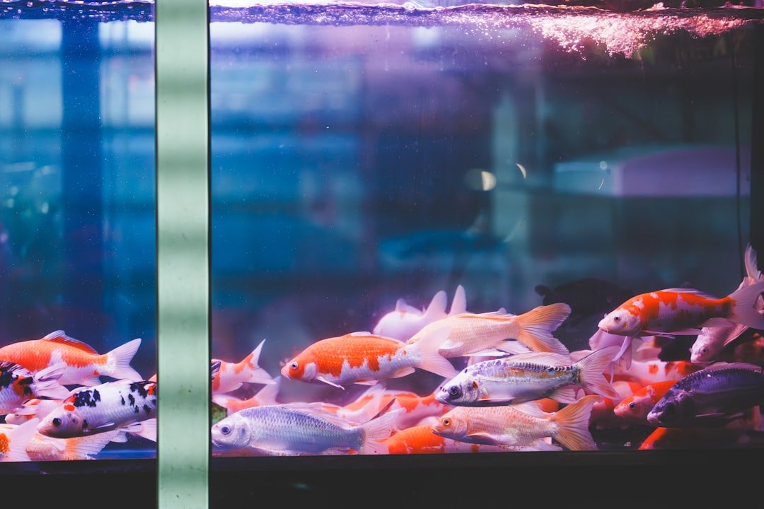 Picture Idea: Best Aquarium Setups For Schooling Fish Ultimate Guide For Beginners