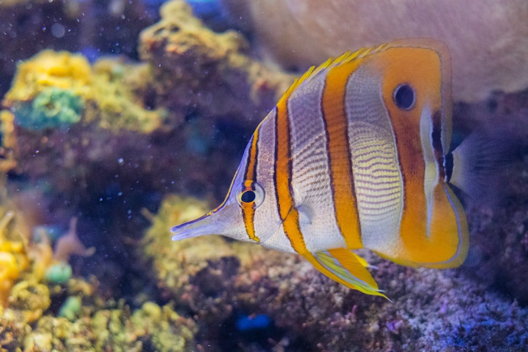 Best Maintenance Schedules for Species-Specific Aquariums: Ultimate ... - Aquarium Cleaning Schedule