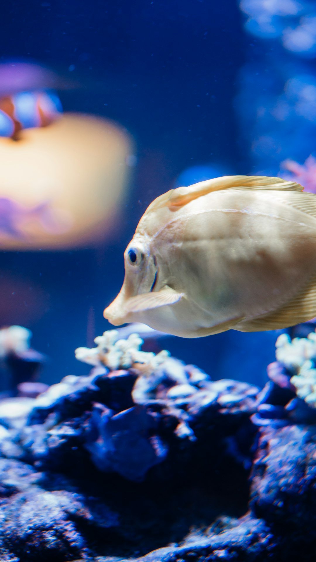 Curated visual reference: Picture Idea: Cichlid Tank Maintenance Tips Essential Tricks For A Thriving Aquarium