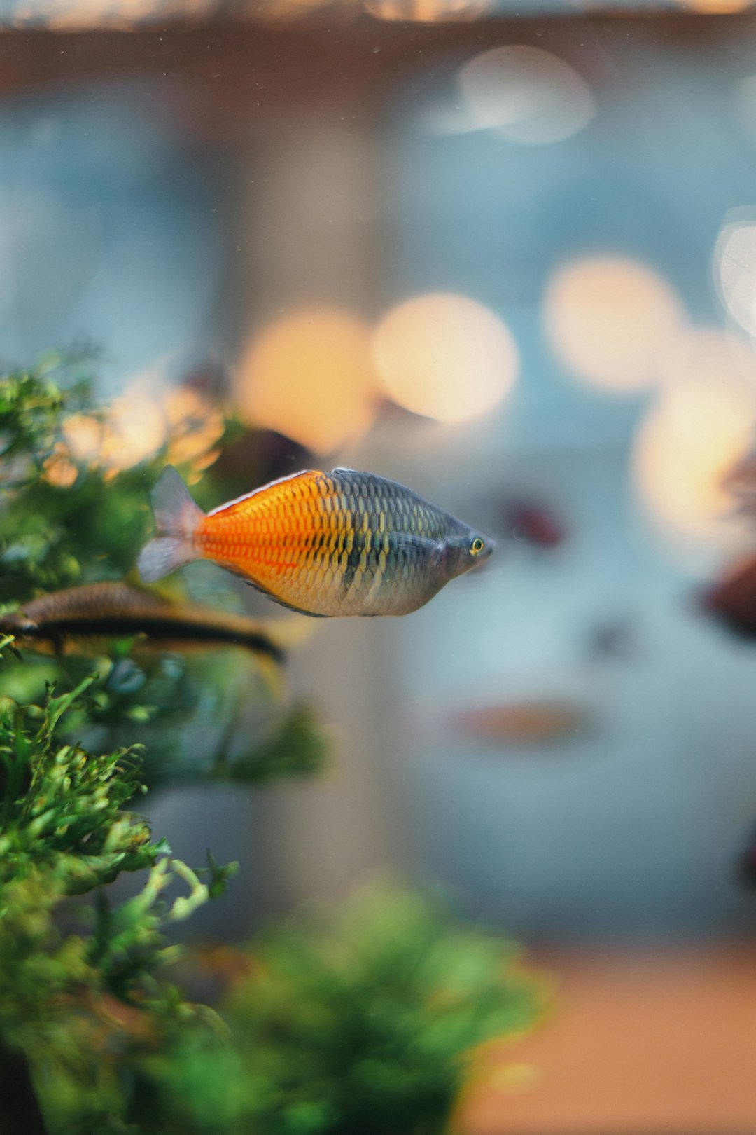 Photo inspiration: Fresh Look at Feeding Frequency For Ornamental Fish Ultimate Guide For Healthy