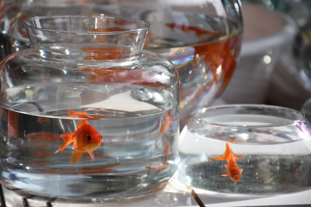 Picture of Filter Selection Guide for Goldfish Tanks: Ultimate Clean Water Tips ...