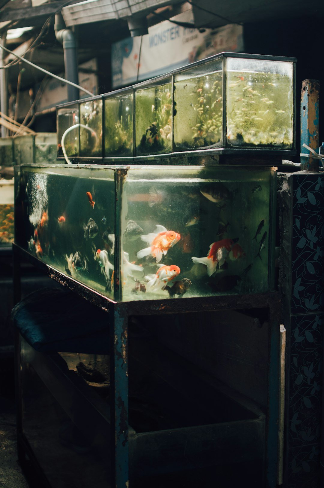 Image showcasing Fish Tank Setup With Community Harmony: Ultimate Guide for Peaceful ...