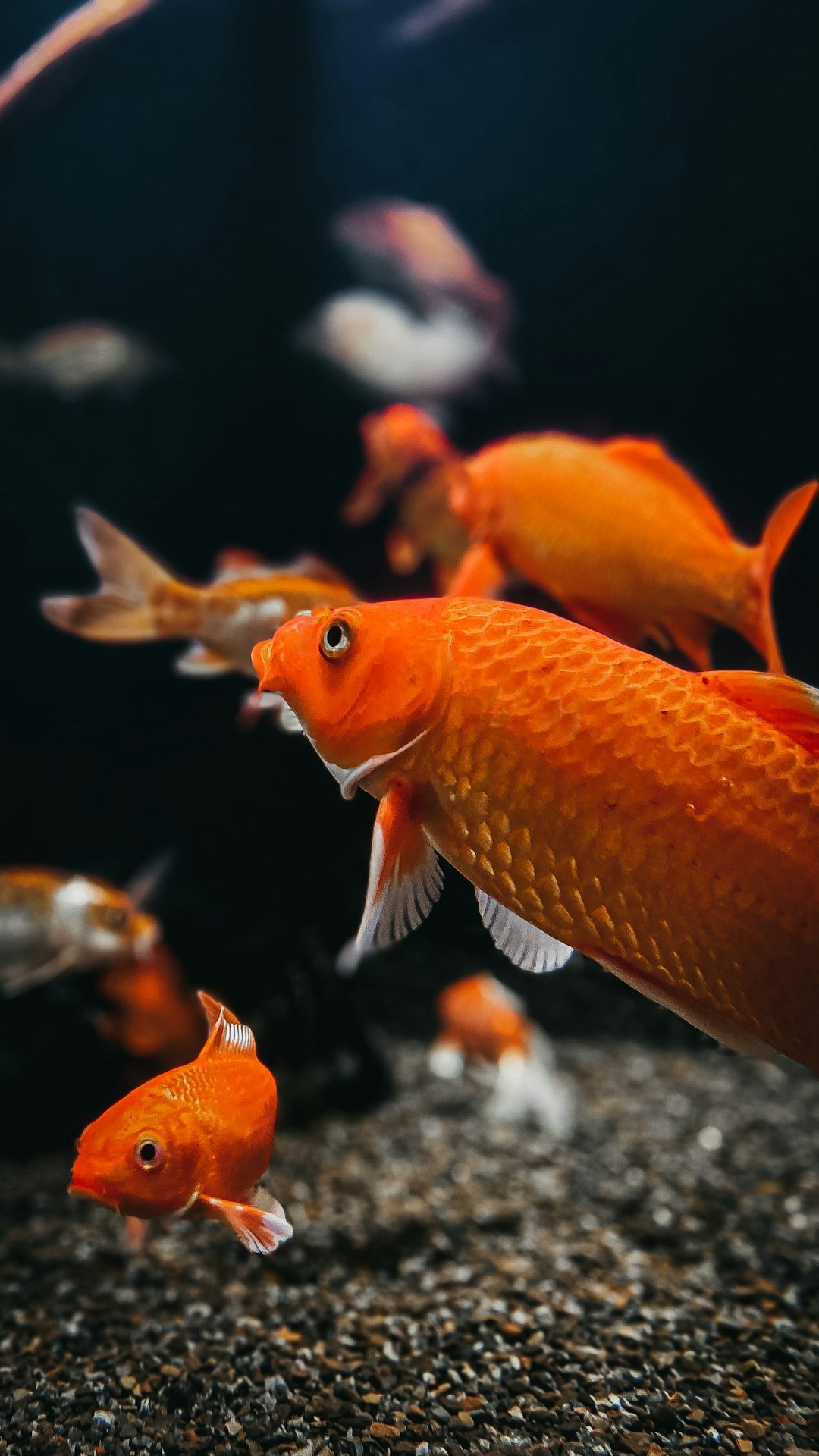 Breeding Your Goldfish