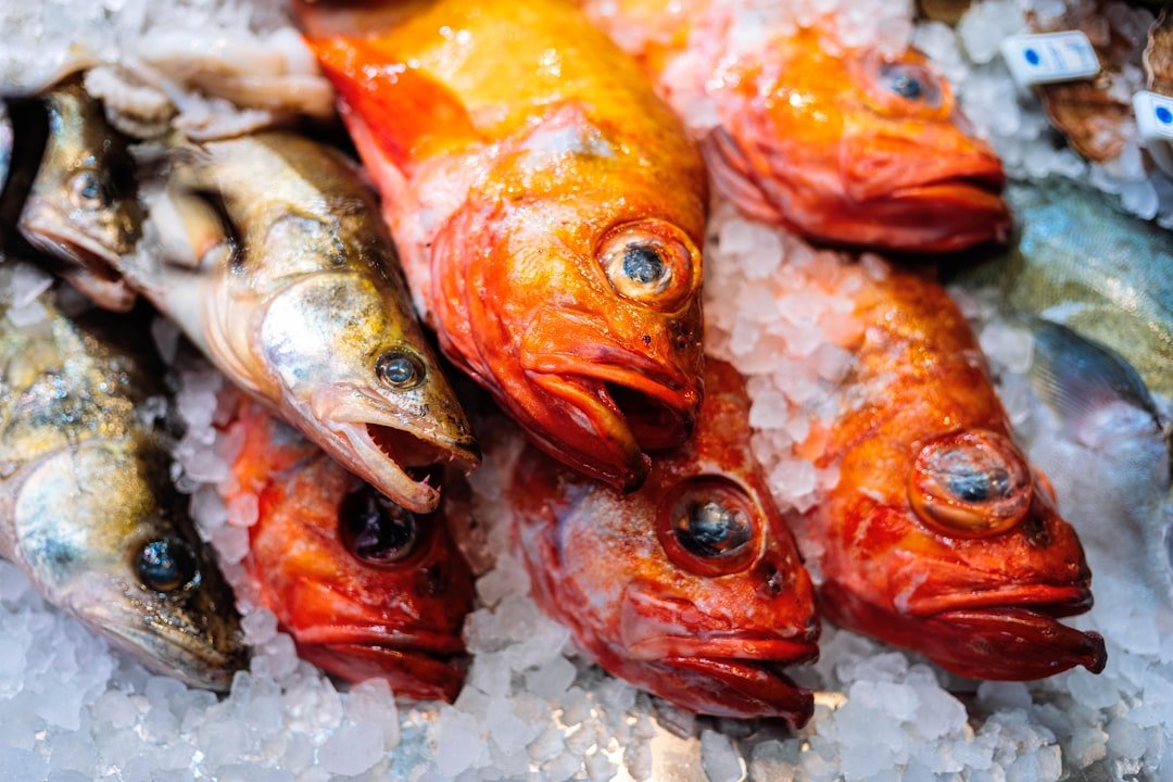 Curated visual reference: Visual Reference: How To Improve Fish Immune System Essential Tips For Healthier