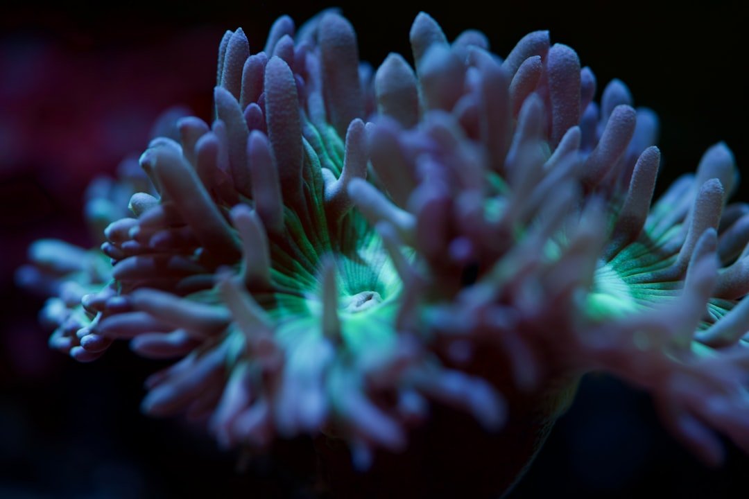 Image showcasing Led Lighting for Deep Reef Tanks: Ultimate Guide to Vibrant Coral ...