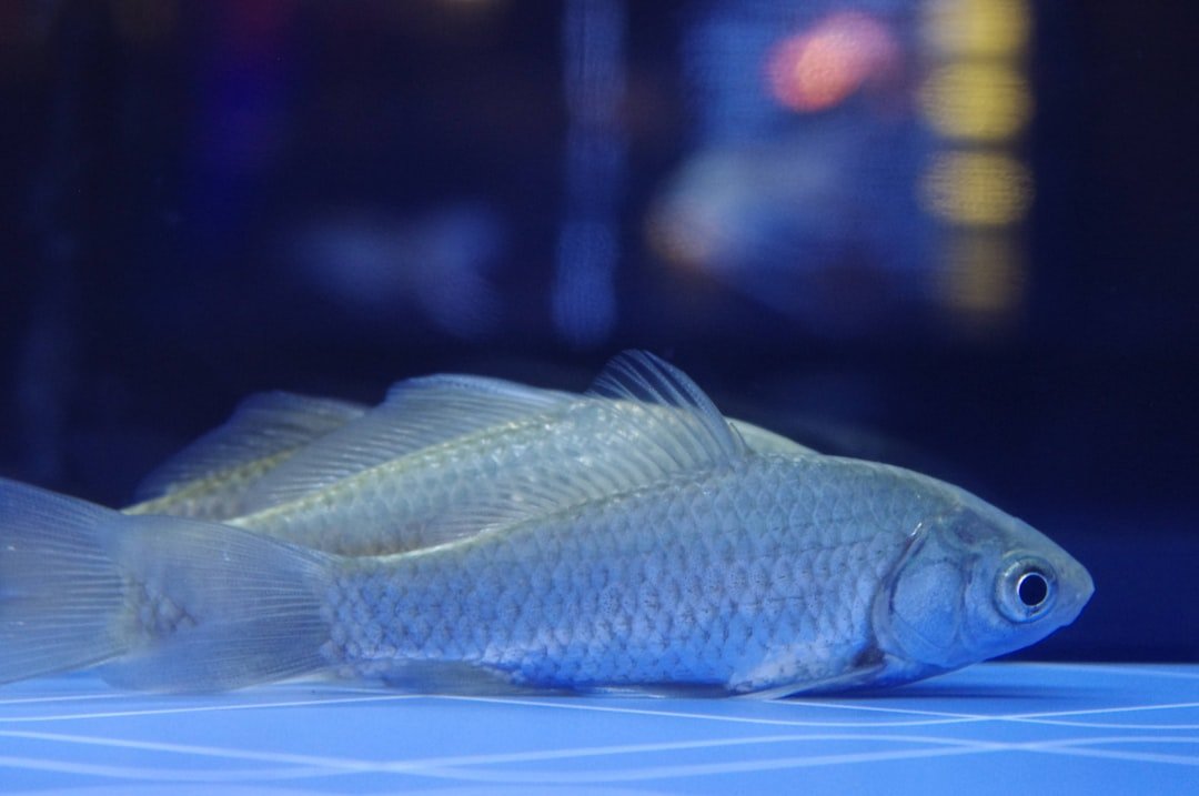 Photo inspiration: Lighting Schedule For Livebearers Ultimate Guide For Healthy Fish Photo Inspiration